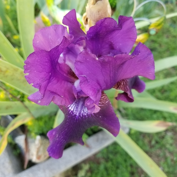 Giant Hello From Georgia! :) - Picture 5 of 10